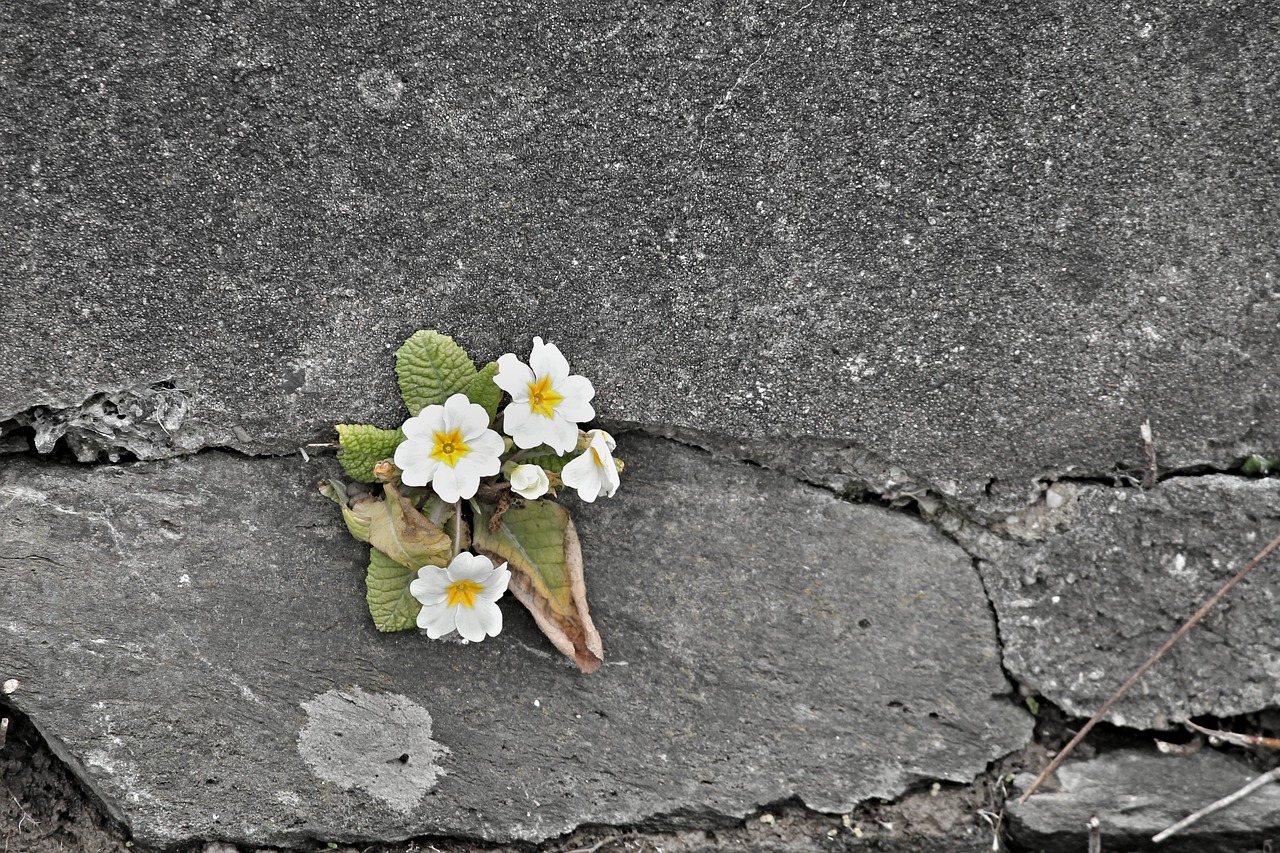 A white primrose which grew on a crack of a stone wall